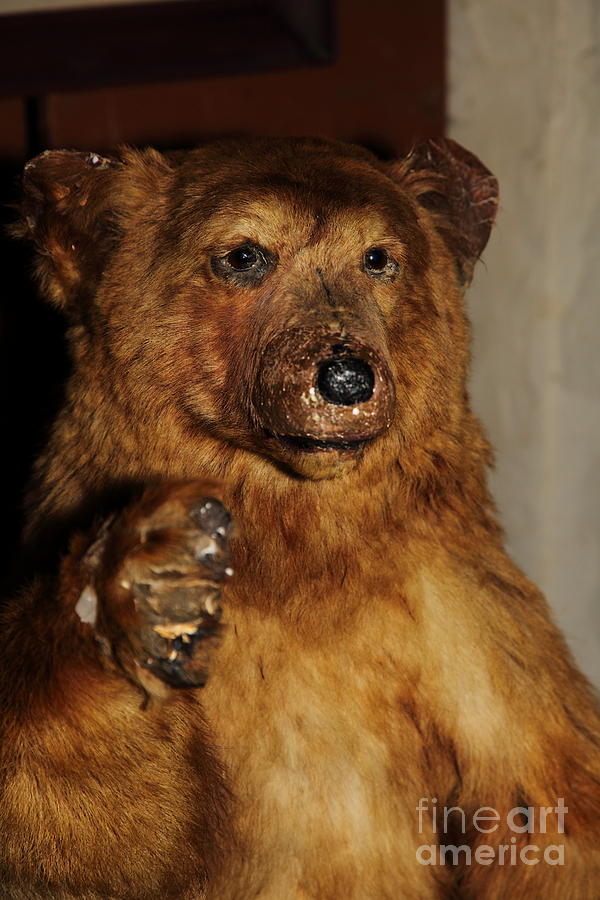 Taxidermy Bear In The Cellar Room At the Swiss Hotel Sonoma California 5D24448 Photograph by Wingsdomain Art and Photography