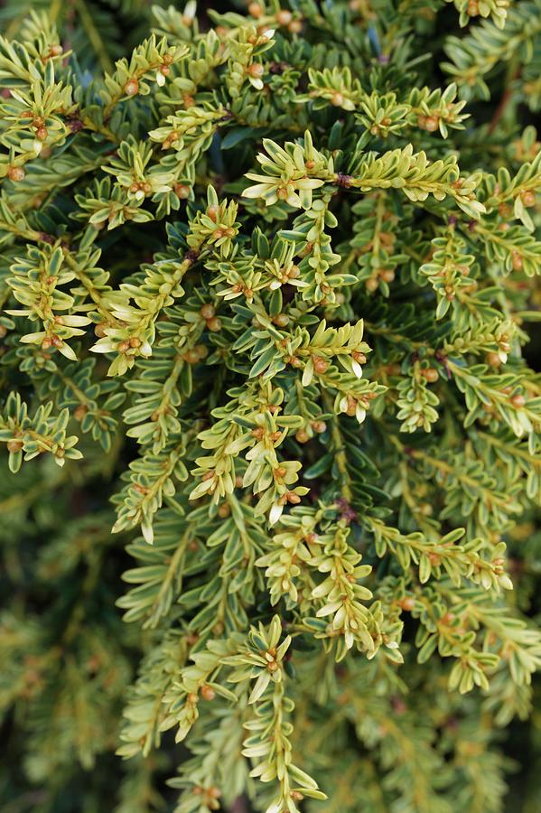 Taxus Baccata 'adpressa Variegata' Photograph by Geoff Kidd/science ...