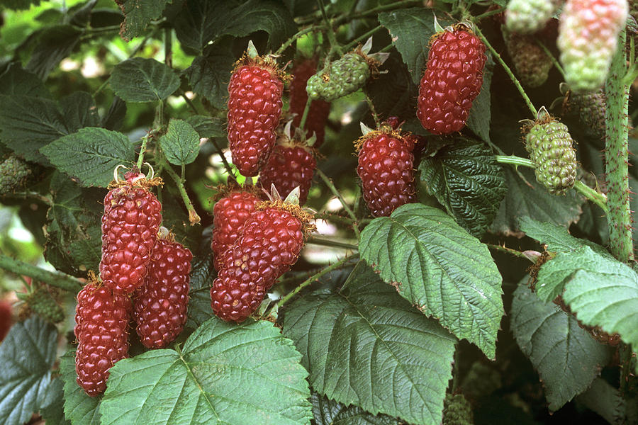 Summer Photograph - Tayberries (rubus Sp. medana) by Alan Punton Esq/science Photo Library