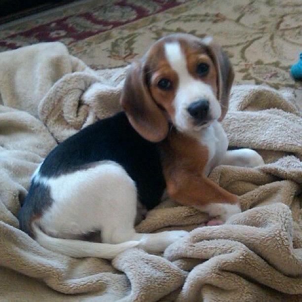 Beagle Photograph - #tbt When Jesse Was A Pup #puppy by Tom Thibeault