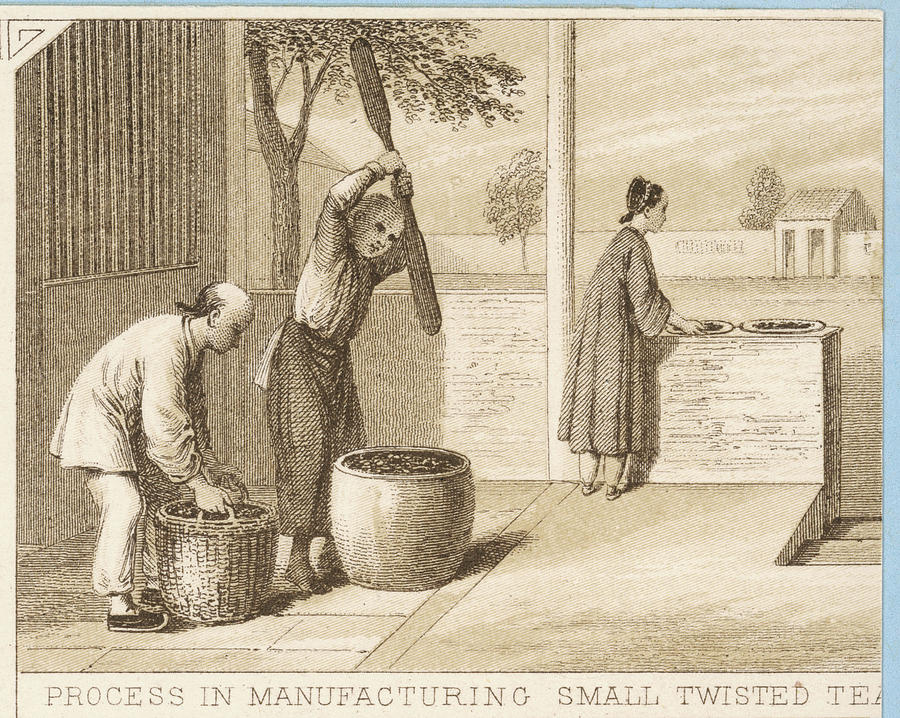 tea-cultivation-in-china-processing-drawing-by-mary-evans-picture