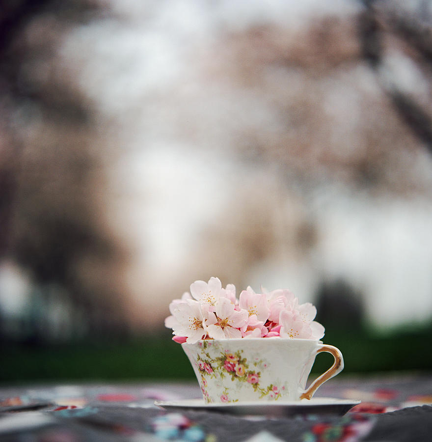 Tea Cup Filled With Cherry Blossoms Photograph by Danielle D. Hughson