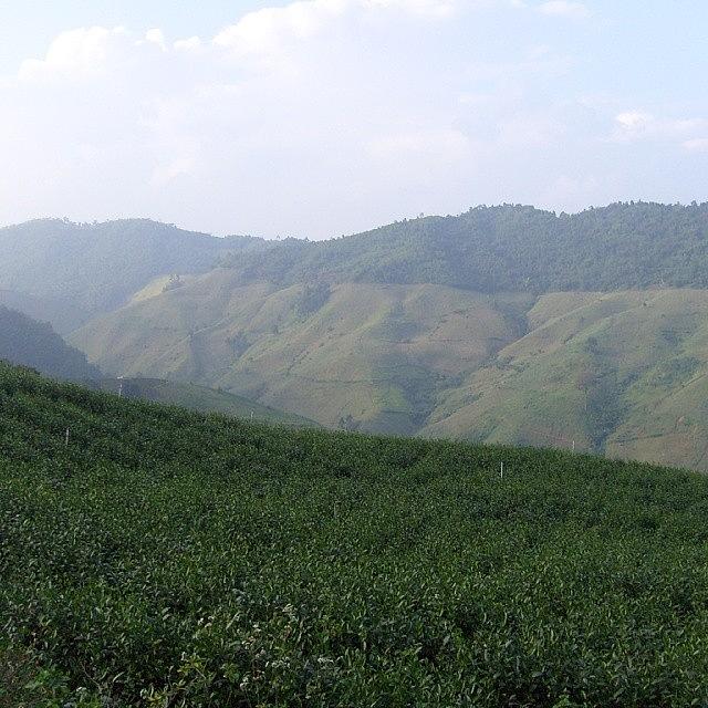 Tea Fields, Chang Mai Photograph by Get Away