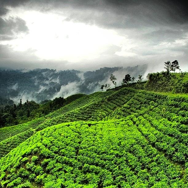 Nature Photograph - Tea Garden #tea #landscape #nature by Dani Daniar
