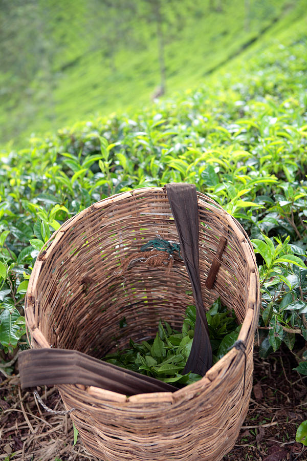Tea harvest Photograph by Paul Cowan
