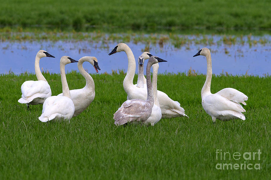 Swan Photograph - Tea Party by Sharon Talson
