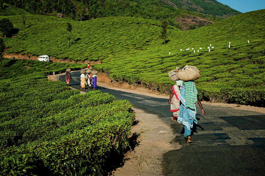 Tea Pickers From Munnar Photograph by Ania Blazejewska