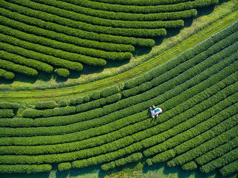 Tea Picking Aerial view Photograph by pa_YON