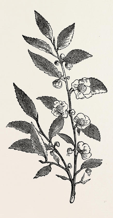 Image of United Kingdom: Botanical drawing of different types of tea, 1915