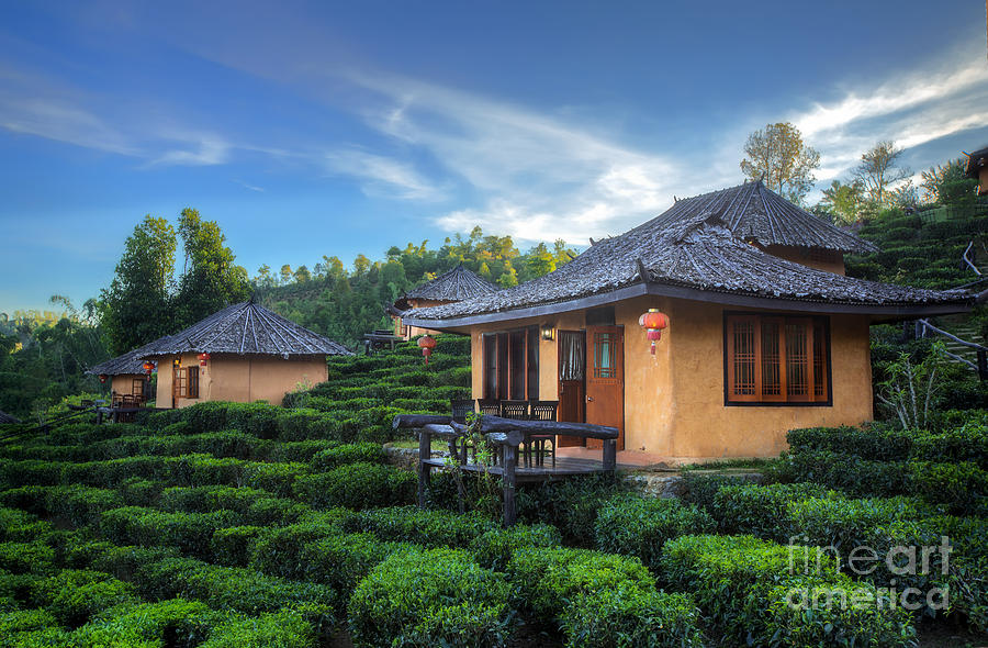 Cool Photograph - Tea Plantation and hut in Ban Rak Thai by Anek Suwannaphoom