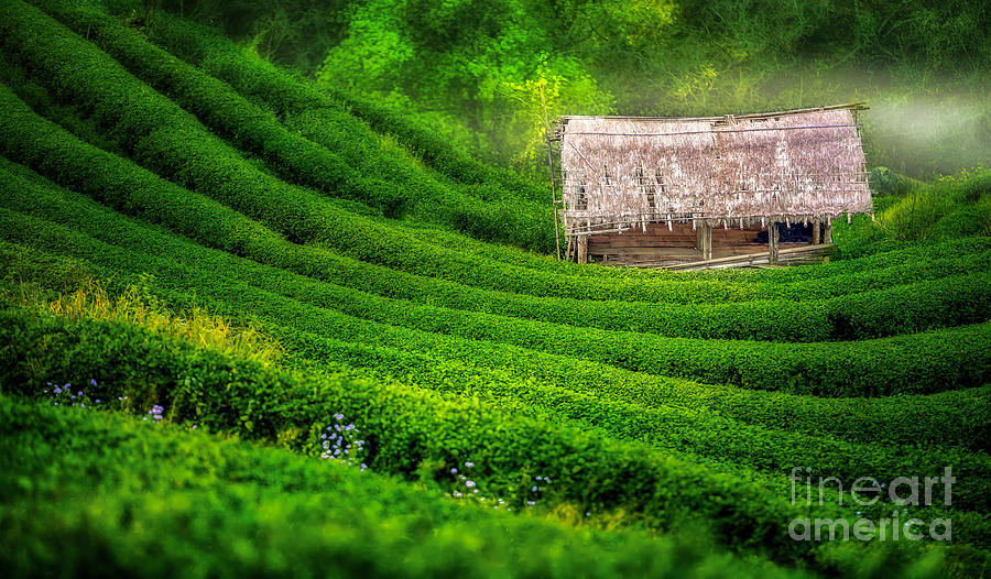 Tea plantation  Photograph by Anek Suwannaphoom