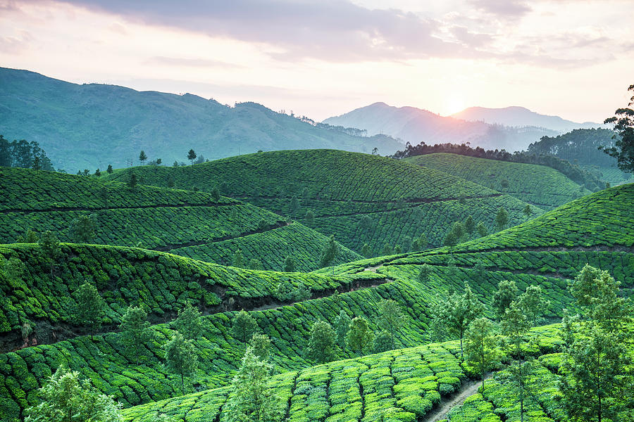 Tea Plantation At Sunset, Kerala, India Photograph by John Harper