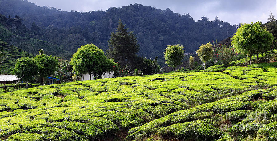 Tea Plantation Photograph by Charline Xia
