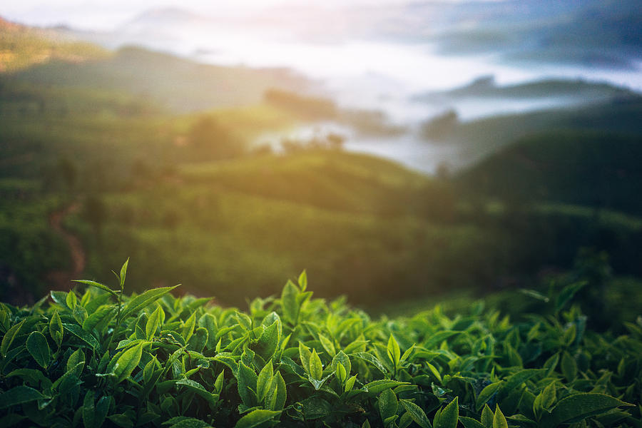 Tea plantation in India Photograph by Oleh_Slobodeniuk