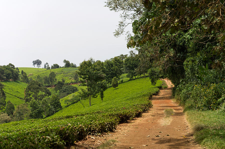 Tea Plantation In Kenya Photograph by Simplycreativephotography