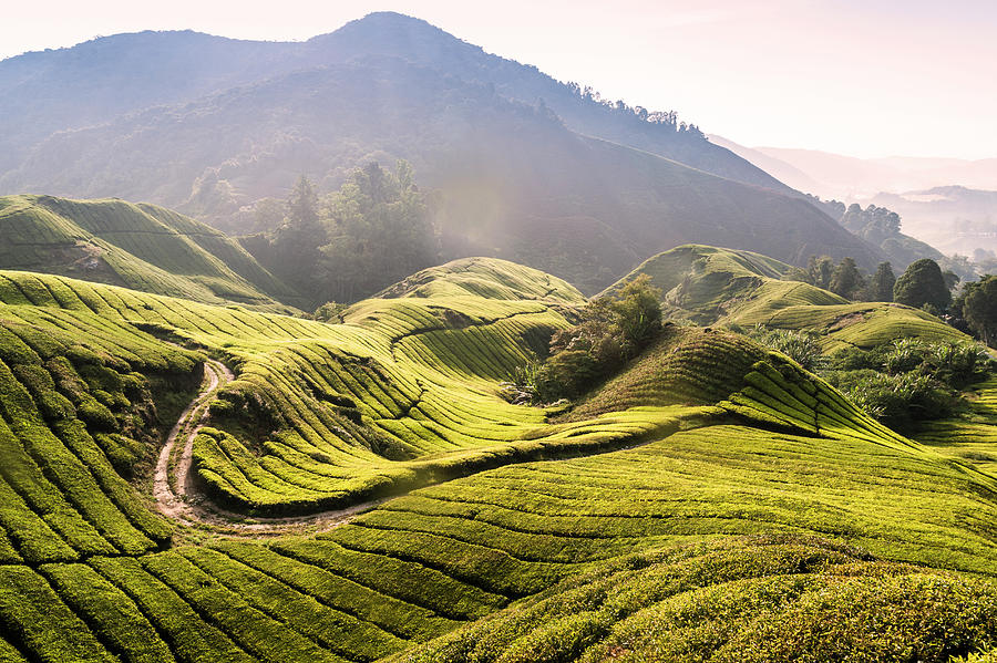 Tea Plantation In Malaysia Photograph by John Harper
