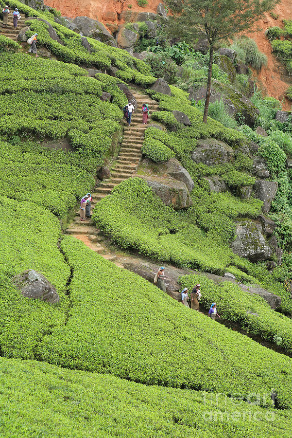 Tea plantation in Sri Lanka Photograph by Paul Cowan