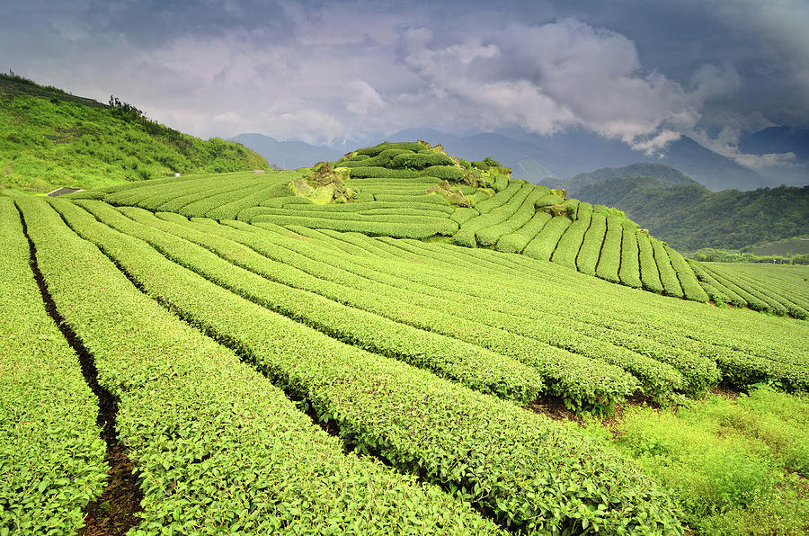 Tea Plantation Photograph by Joyoyo Chen