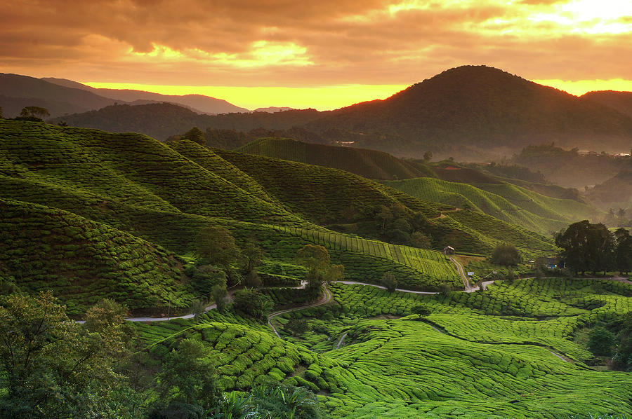 Tea Plantation Landscape Photograph by Reezuan Zainal