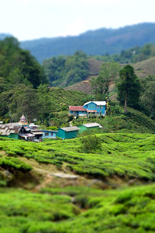 Tea Plantation Miniature Photograph by Lauren Rathvon