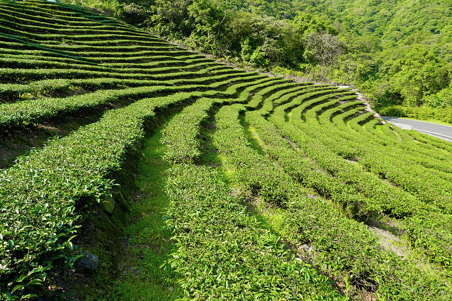 Tea Plantation Photograph by Photography By Chen-kang Liu