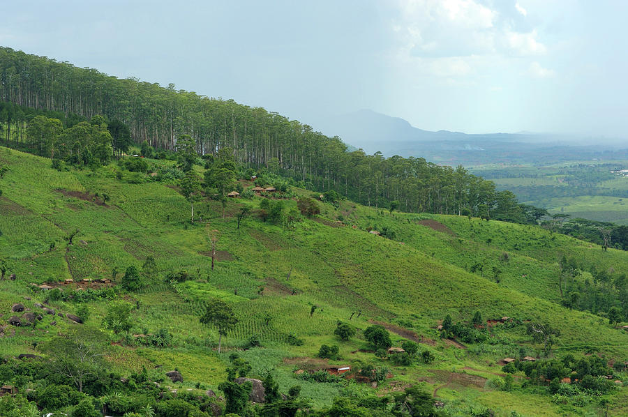 Tea Plantations And Hills, Mozambique Photograph by Christophe cerisier