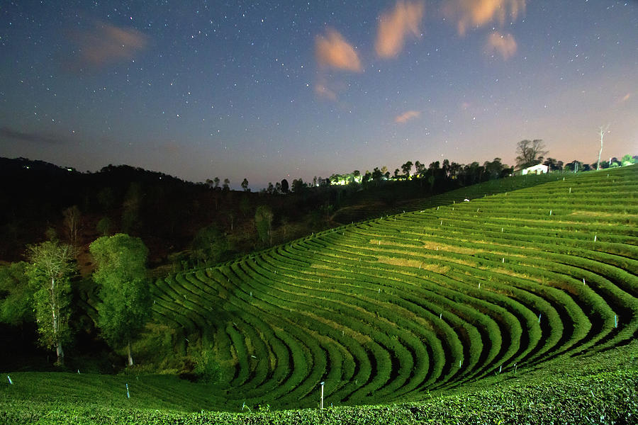 Tea Plantations In Night Time Photograph by Monthon Wa