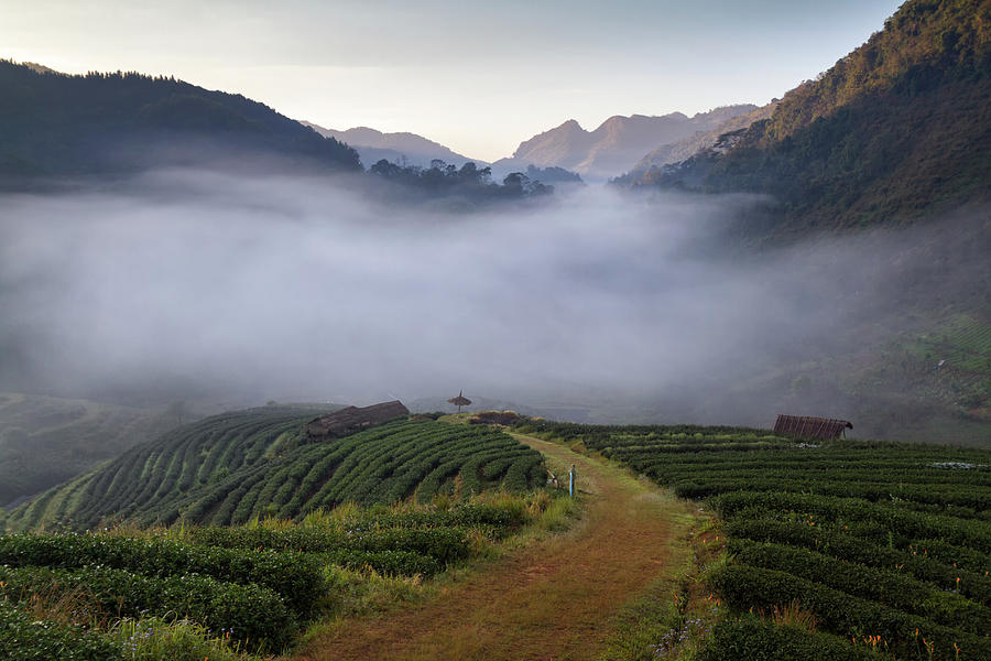 Tea Plantations Photograph by Monthon Wa