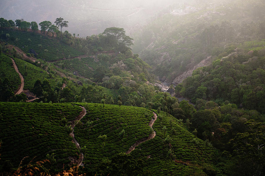 Tea Plantations Of Munnar Photograph by Ania Blazejewska