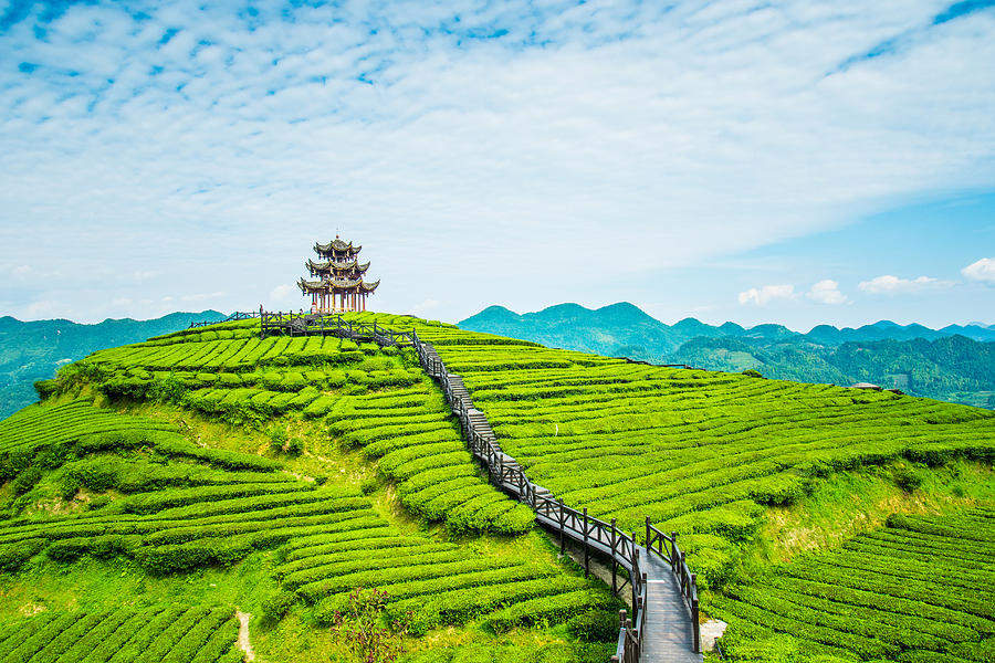 Tea plantations Photograph by Xijian