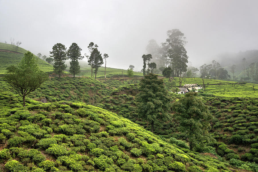 Tea Plantations,nuwara Eliya,sri Lanka Photograph by Izzet Keribar
