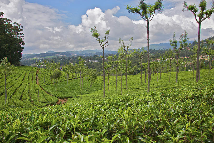 Tea Plants (camellia Sinensis Photograph by Connie Bransilver | Fine ...