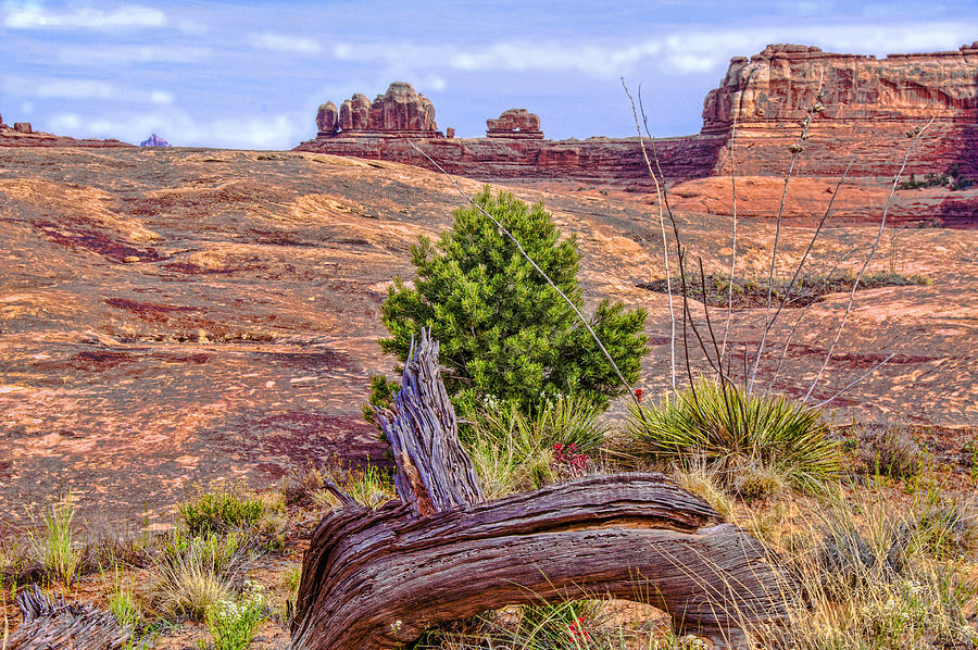 Tea Pot Arch at Canyon Land Photograph by Daniel Hebard