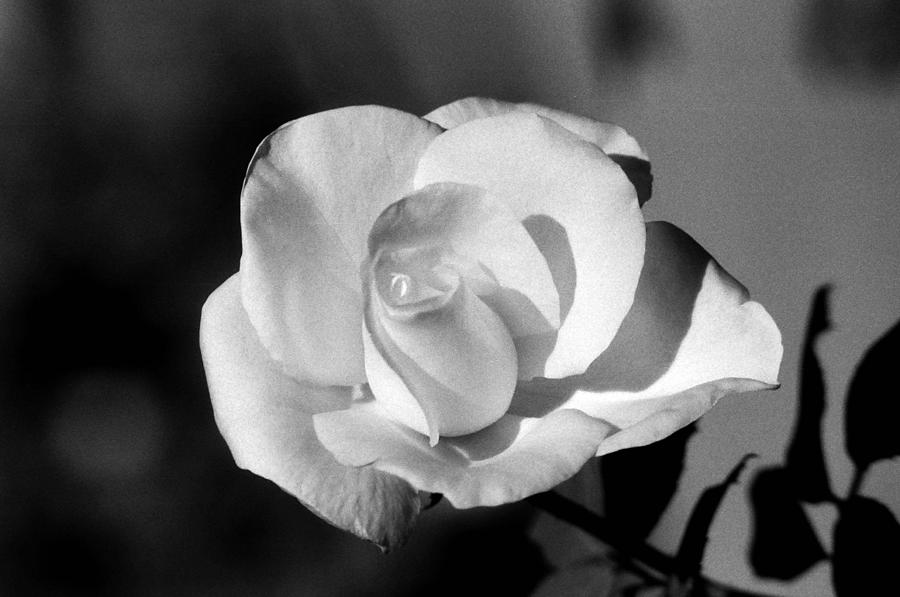 Tea Rose 01 - Infrared Photograph by Pamela Critchlow