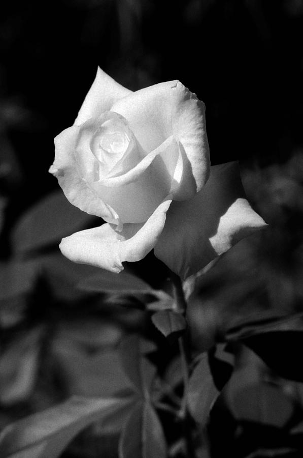 Tea Rose 02 - Infrared Photograph by Pamela Critchlow