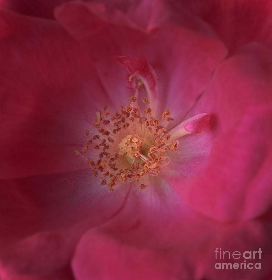 Tea Rose Photograph by Debra Fedchin