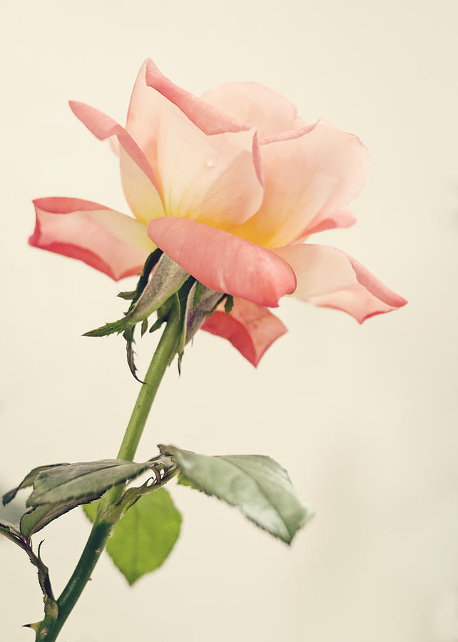 Rose Photograph - Tea Rose by Heather Applegate