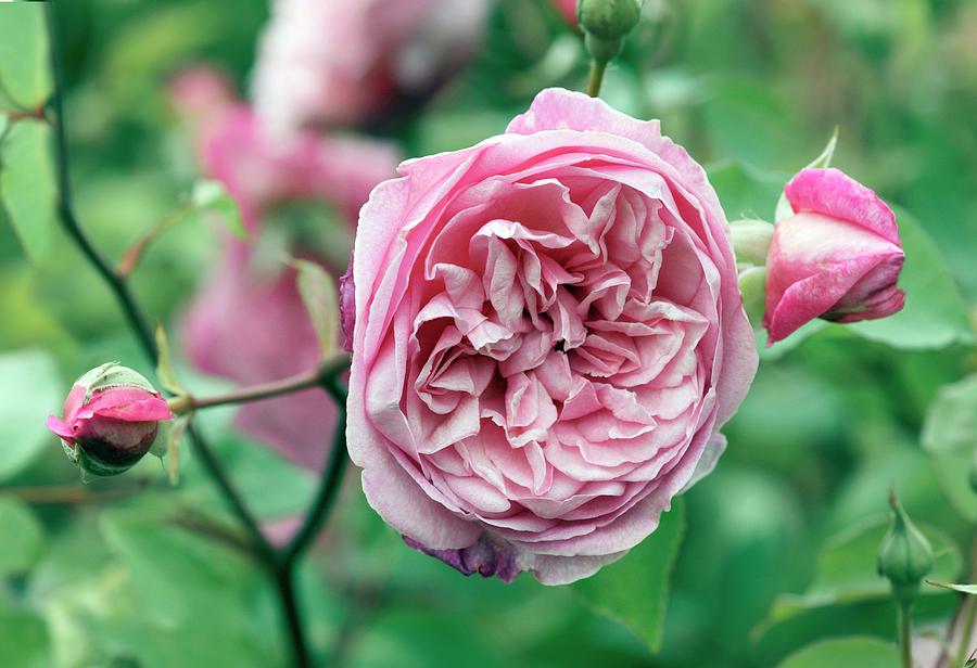 Nature Photograph - Tea Rose (mille La Comtesse De Leusse) by Brian Gadsby/science Photo Library
