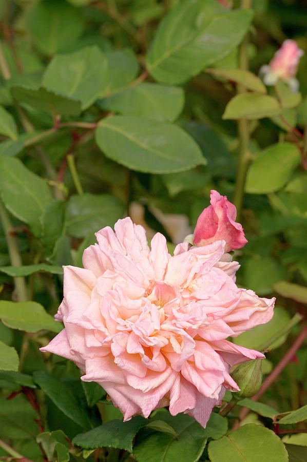 Tea Rose (rosa mme De Watteville) Photograph by Brian Gadsby/science Photo Library