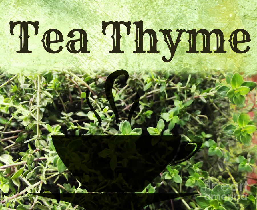 Tea Thyme Photograph by Mindy Bench