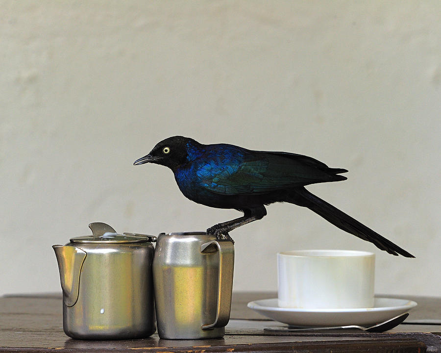 Tea Photograph - Tea Time in Kenya by Tony Beck