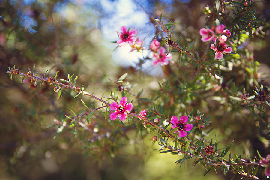 Tea Tree Flowers Photograph by April Reppucci