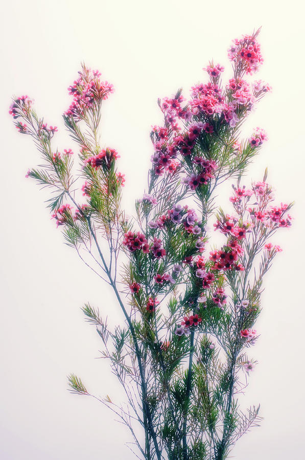 Nature Photograph - Tea Tree Flowers (leptospermum Sp.) by Maria Mosolova/science Photo Library