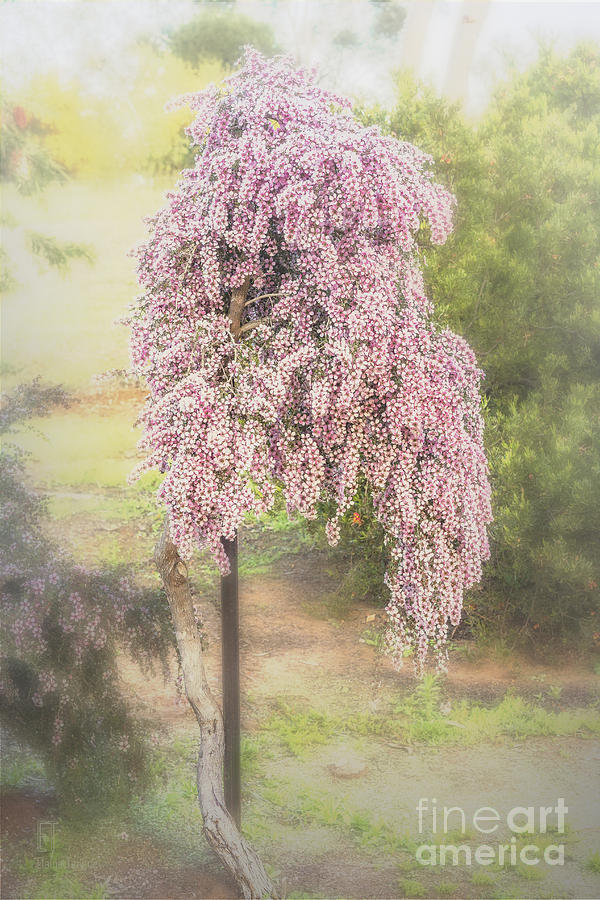Tea Tree Leptospermum Photograph by Elaine Teague