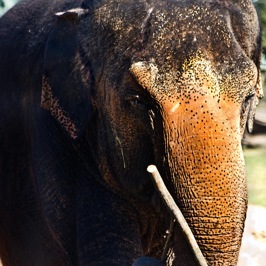 Asian Elephant Photograph - Teacher by Miroslava Jurcik