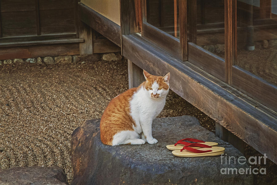 Greek Photograph - Teahouse Cat by Danilo Piccioni