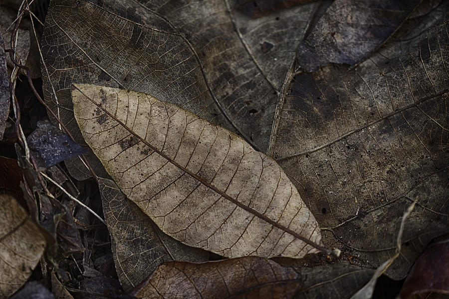 Nature Photograph - Teak and Mango by David Longstreath