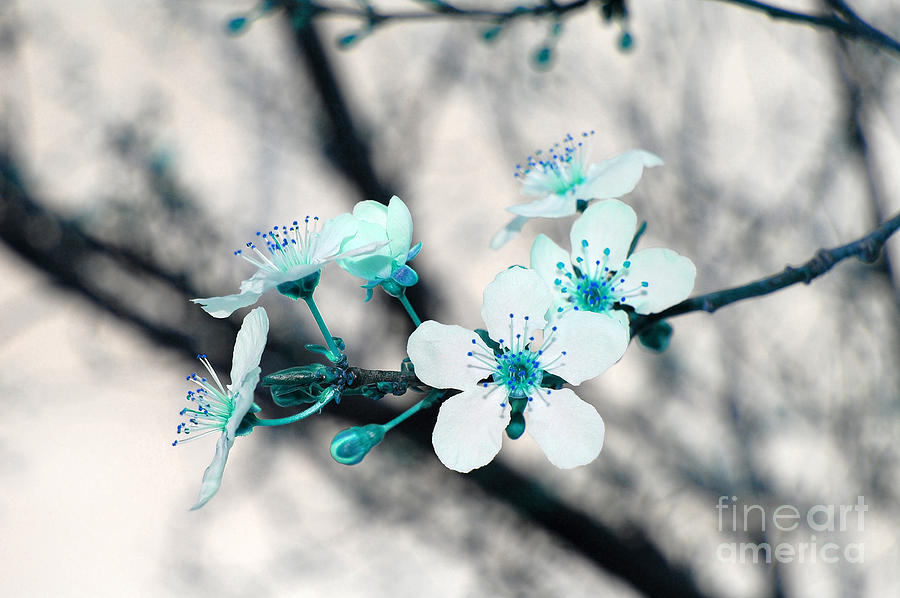 Teal Blossoms Photograph by Debra Thompson