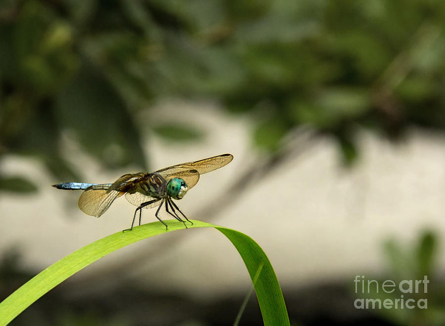 Teal Dragonfly Photograph by Jemmy Archer