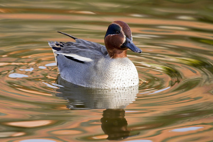 Teal Duck Photograph by Chris Smith